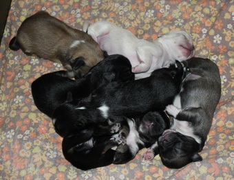 6 day old Noli X Frankie pups