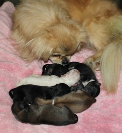 Noli & 1 day old pups 3-2-15