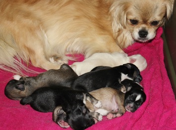 Noli w five day old pups 3-6-15