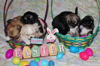 Noli pups Easter 4-5-15