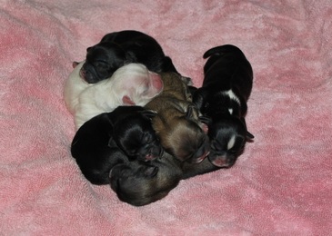 1 day old Noli X Frankie pups
