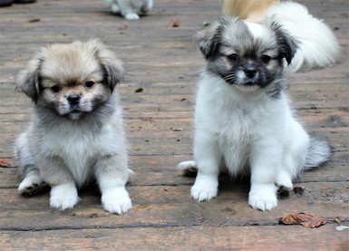 tibetan spaniel puppies for adoption