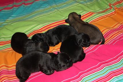 tibbie puppies for sale