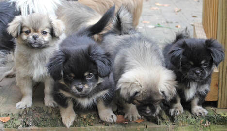 tibbie puppies for sale